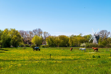 Historische Windmühle in Ahrenshoop, Fischland-Darß-Zingst, Mecklenburg-Vorpommern, Deutschland © Frank