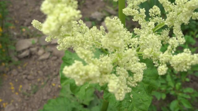 rhubarb is blooming,a rhubarb plant is blooming in the garden