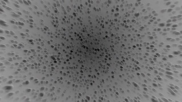 Zoom Animation Close Up Of The Viewfinder On A Microscope to the Bacteria