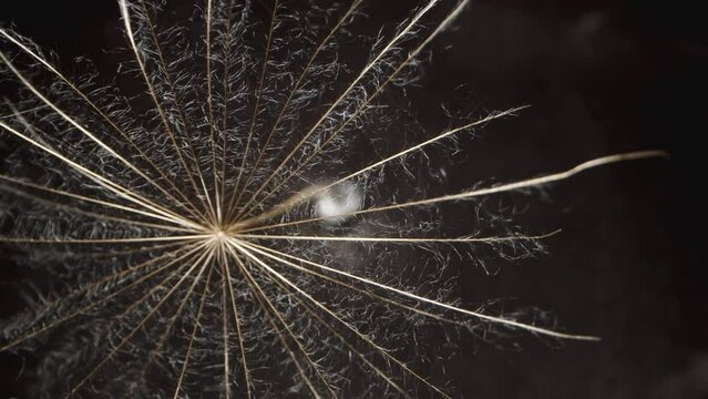 The dandelion seed, resembling a small umbrella, rotates and falls, viewed from above, with a macro zoom.