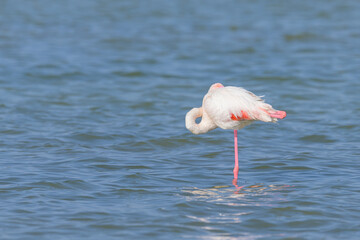 A Greater Flamingos standing in the water
