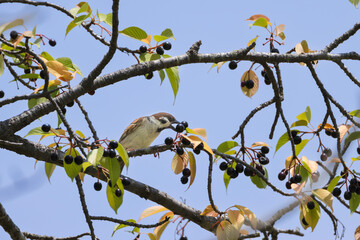 木の実を食べるスズメと青空