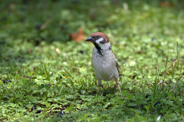 草の上をエサを探して歩くスズメ