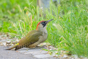A European Green Woodpecker sitting on the ground