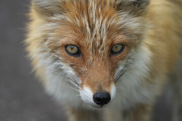 キタキツネの顔