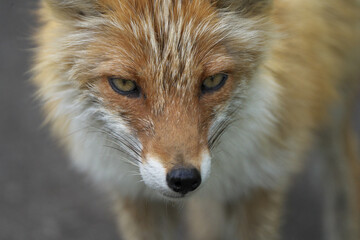 精悍なキタキツネの顔