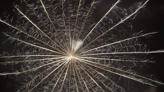 The Dandelion Seed, Resembling A Small Umbrella, Rotates And Falls, Viewed From Above, With A Macro Zoom.