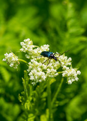 blue bug on a flower