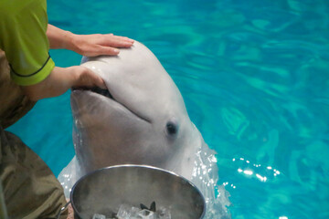 Fototapeta premium ベルーガ