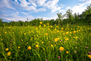A lot of yellow spring flowers in a meadow landscape after a short rain. Beautiful floral field close up photographed from the bottom of them against blue sunny sky.