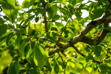 Sunset light landscape after a rain in an orchards. Farming and agriculture industry with fruit trees.Tiny young plums in a tree.