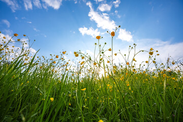 A lot of yellow spring flowers in a meadow landscape after a short rain. Beautiful floral field close up photographed from the bottom of them against blue sunny sky.