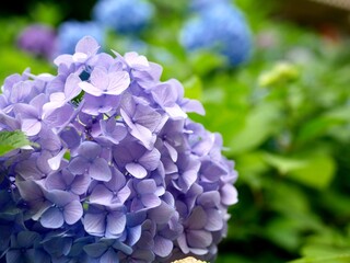 紫の紫陽花