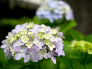 色付き始めの紫陽花