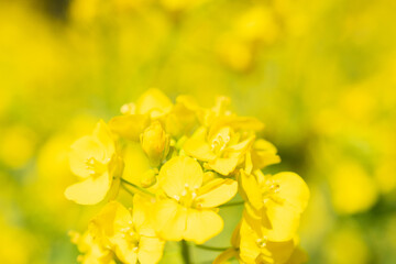 菜の花のクローズアップ、背景ボケ