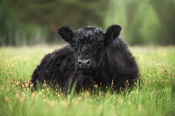 black galloway cow resting on a meadow