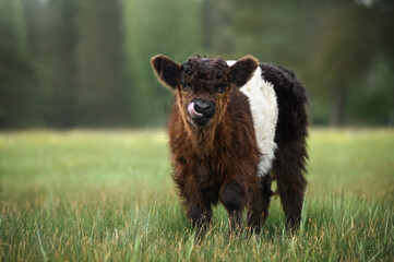 cute galloway cow calf licks nose on a pasture