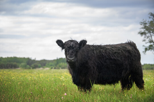 black galloway cow on a meadow in summer
