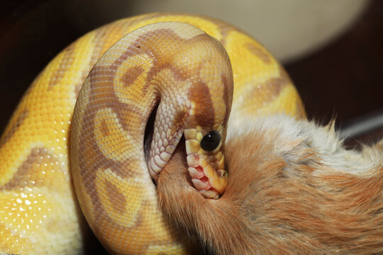 ball python (Python regius) eating rat