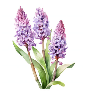 Watercolor illustration of hyacinth flowers, presented in full bloom with rich lavender-blue petals and lush green leaves