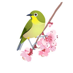 Japanese Nightingale on a branch of cherry blossoms. Hanami in Japan. Pink Sakura and Uguisu. Songbird symbol of spring and love isolated on a white background. Vector illustration.