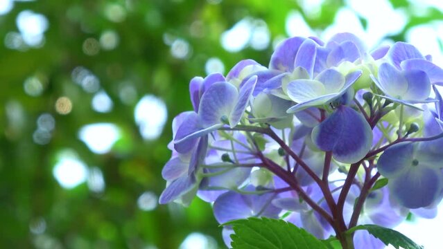 風に揺れる青紫色の紫陽花のクローズアップとキラキラ木漏れ日 4K