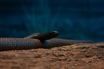 Snake on log close up