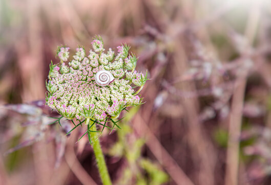 Macro image of daucus carota flower in the field with small white snail sleeping, natural background with copy space