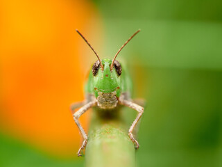 Green grasshopper. Puissant's Green-winged Grasshopper. Aiolopus puissanti