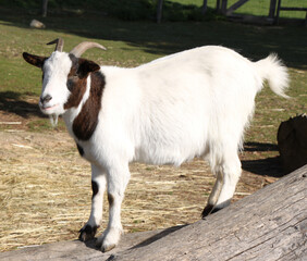 young white goat with horns 