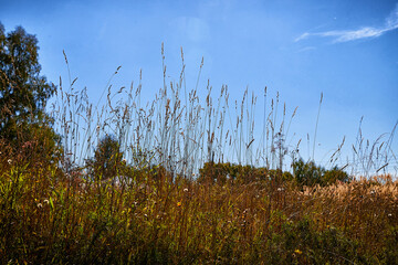 A natural landscape with a yellow field and ears of corn in the foreground on an autumn sunny day