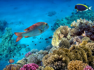 Naklejka na ściany i meble Photo of a coral colony on a reef top, Red Sea