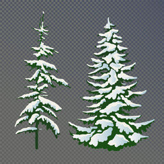 Realistic vector illustration of a spruce tree in the snow on a transparent background. Green fluffy pine isolated on a white background. Winter snow-covered trees. Elements for the Christmas scene.