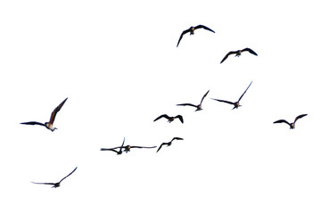 flock of birds. set of birds, birds in flight On transparent background (png), easy for decorating projects. - Powered by Adobe