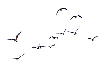 flock of birds. set of birds, birds in flight On transparent background (png), easy for decorating projects.