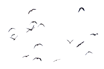 Outdoor-Kissen flock of birds. set of birds, birds in flight On transparent background (png), easy for decorating projects. © I LOVE PNG