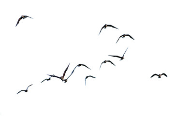 flock of birds. set of birds, birds in flight On transparent background (png), easy for decorating...