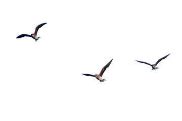 flock of birds. set of birds, birds in flight On transparent background (png), easy for decorating...