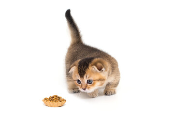 Small kitten and food in a tartlet