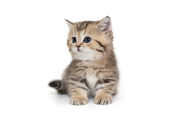 Small striped kitten