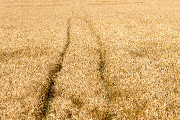 A vwheat field with tractor wheel tracks