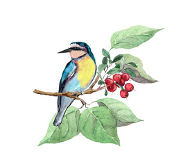 Beautiful exotic bird on branch with green leaves and berries. Watercolor painted wildlife illustration