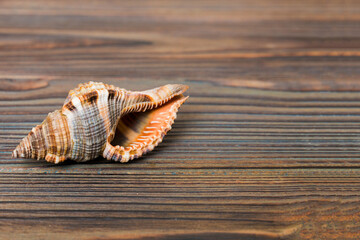 Beach seashells on colored background. Mock up with copy space