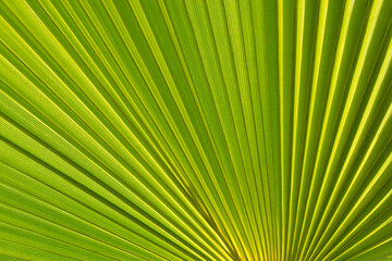lush green palm leaf and sunlight natural leaf texture summer season on the beach botanical close-up