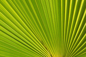 Fototapeta premium lush green palm leaf and sunlight natural leaf texture summer season on the beach botanical close-up