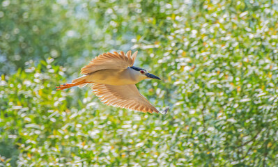 Black crowned Night Heron (Nycticorax nycticorax) is a successful frog and fish-catcher.