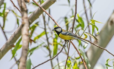 Great Tit (Parus major) is a songbird that lives in orchards and woodlands.