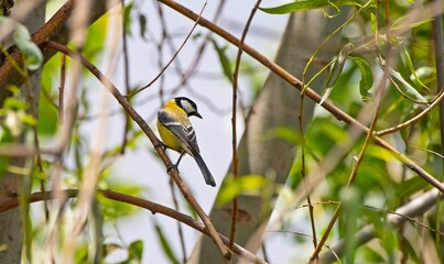 Great Tit (Parus major) is a songbird that lives in orchards and woodlands.