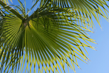 green palm leaf and blue sky natural leaf texture summer season on the beach botanical close-up