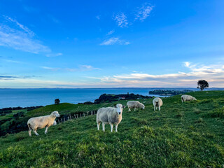 Fototapeta premium herd of sheep